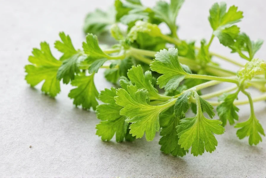 Close-up of fresh coriander leaves showing the plant structure that contains aldehyde compounds