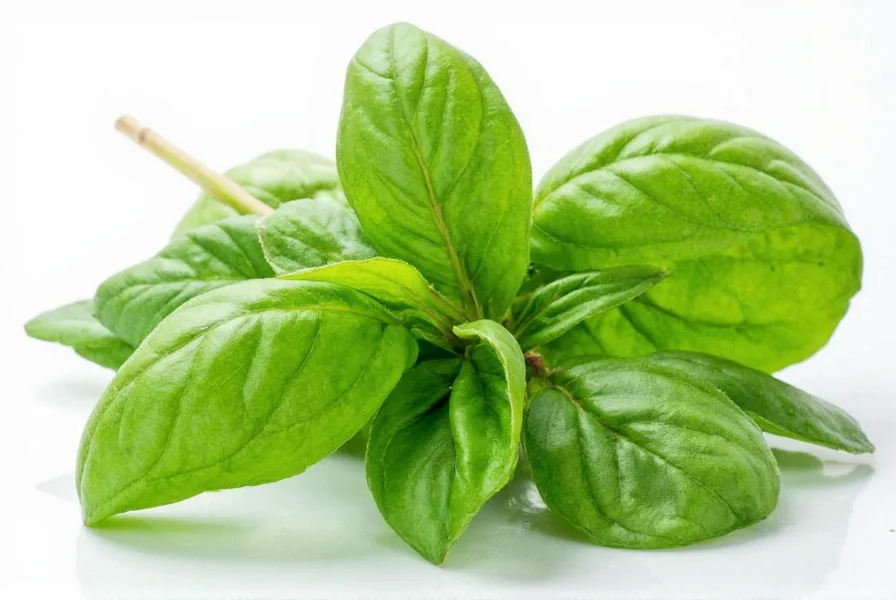 Fresh and dried basil side by side