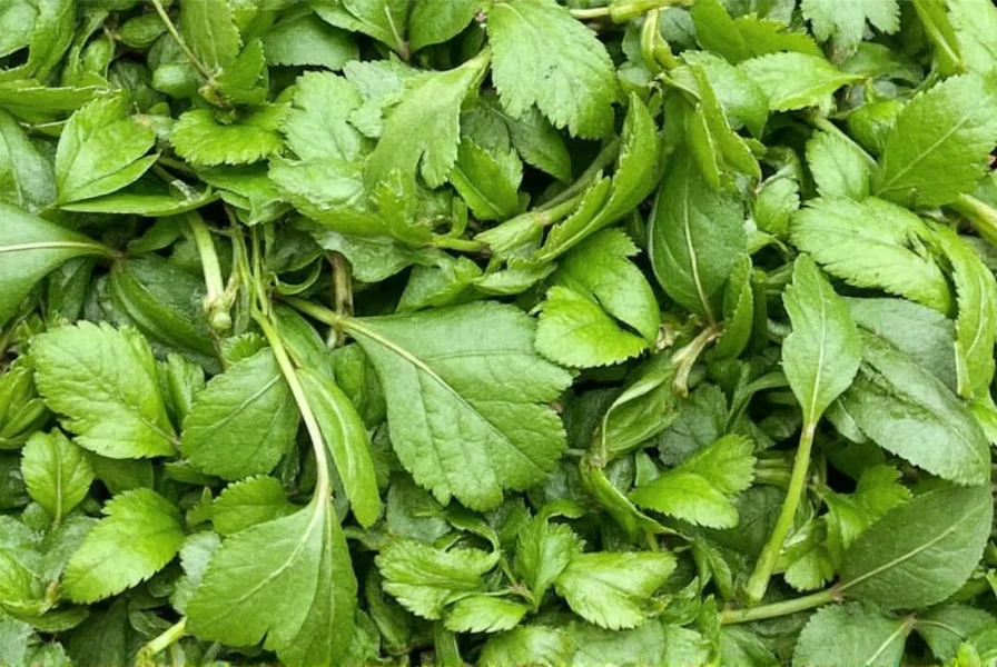 Rue herb