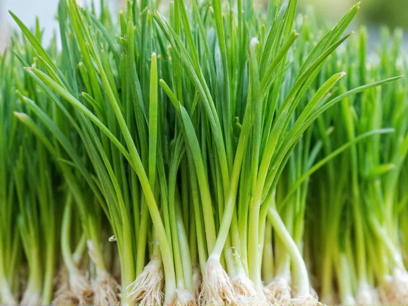 Chives vs Green Onions: Clear Culinary Differences
