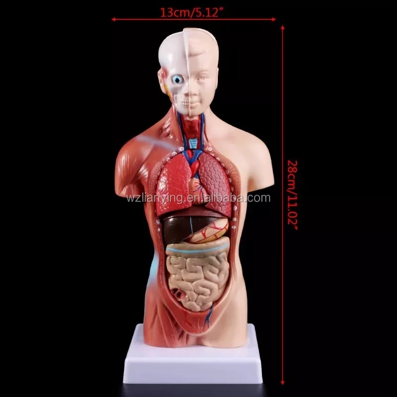 Anatomy Anatomical Medical Internal Organs Human Torso Body Model For Teaching Buy Human Torso Anatomy Model Human Anatomy Toys Plastic Human Model Human Embryo Model Product On Alibaba Com
