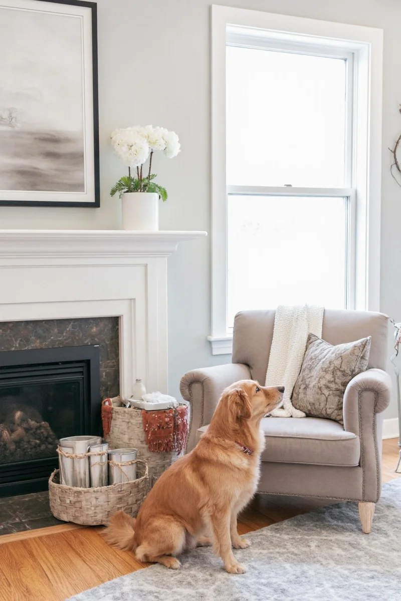Modern living room with stylish dog bed placed next to a white couch