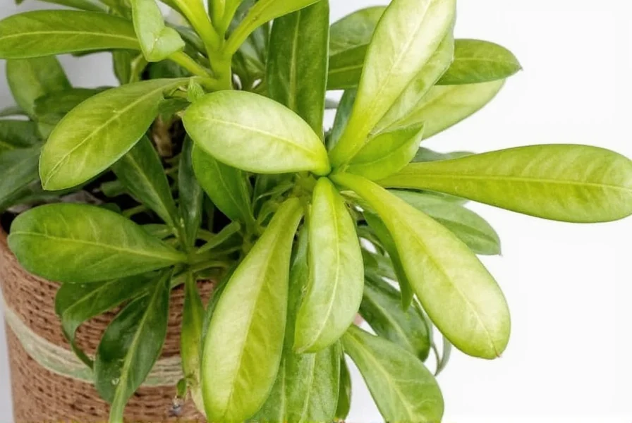 Step-by-step visual guide showing ginger root preparation, planting depth, and container spacing for indoor cultivation