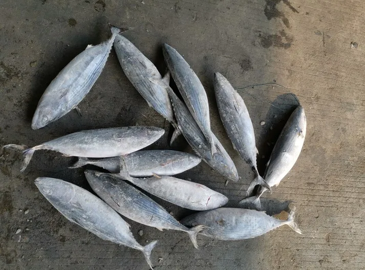 
Fresh Frozen Seafood, Sea Frozen Striped Bonito Fish WR 