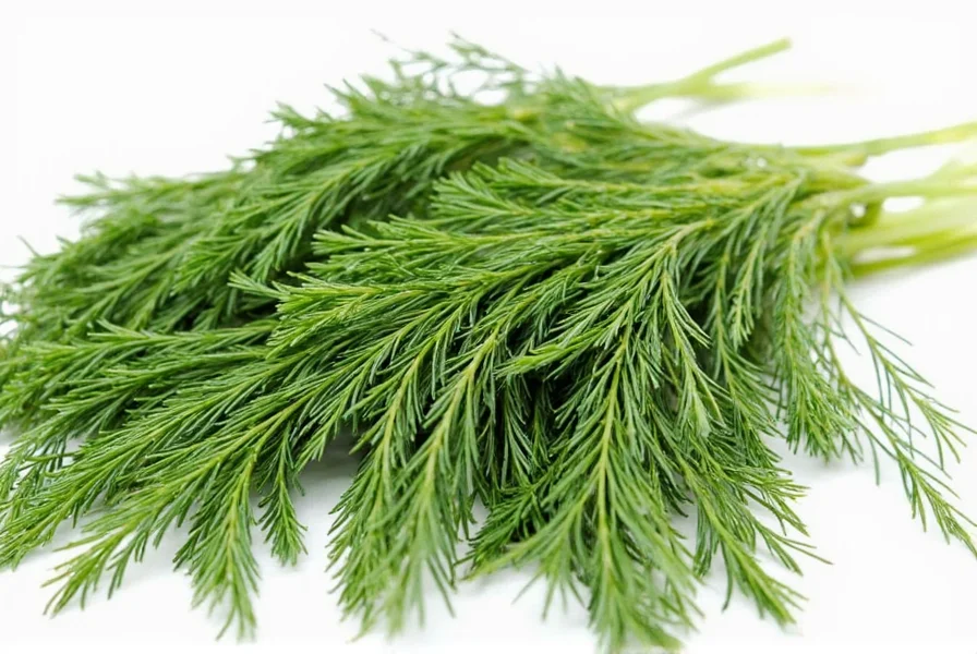 Frontier Fennel Seeds