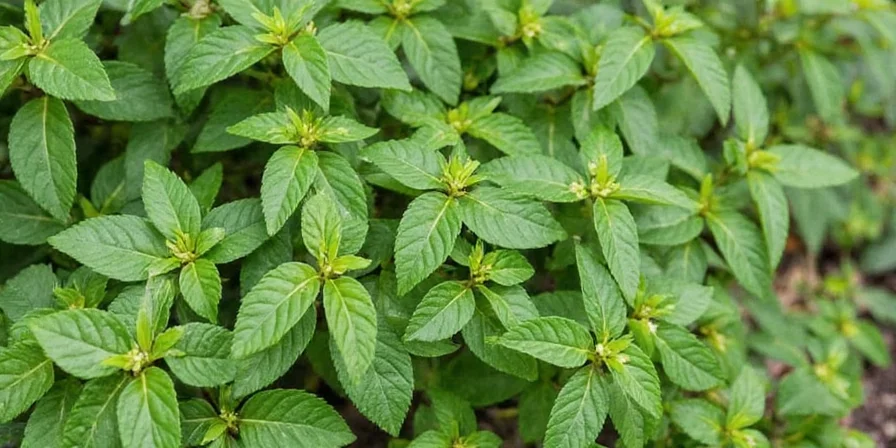 Hopflower Oregano with pink flowers