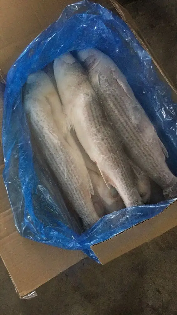 grey  mullet (15).jpg