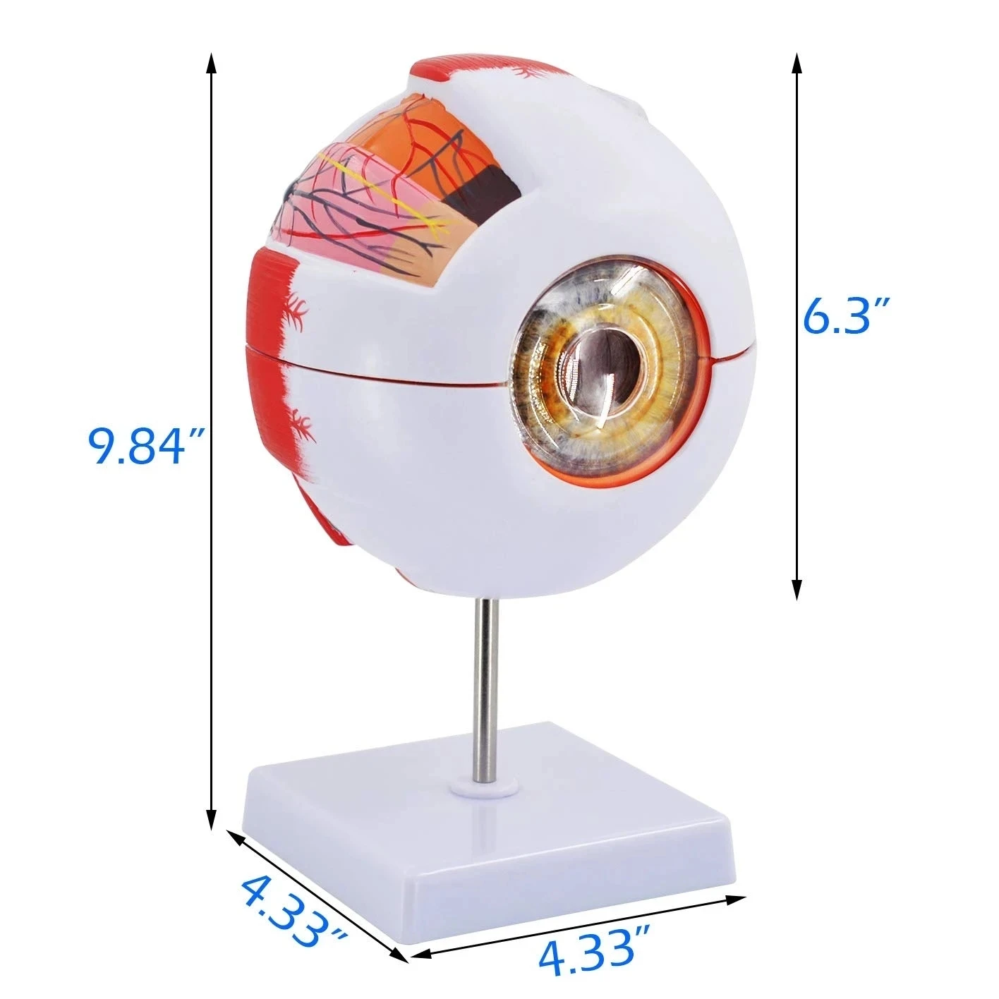 Medical Science Teaching 6 Times Enlarged Human Eye Anatomy Model Eyeball Anatomical With Mark