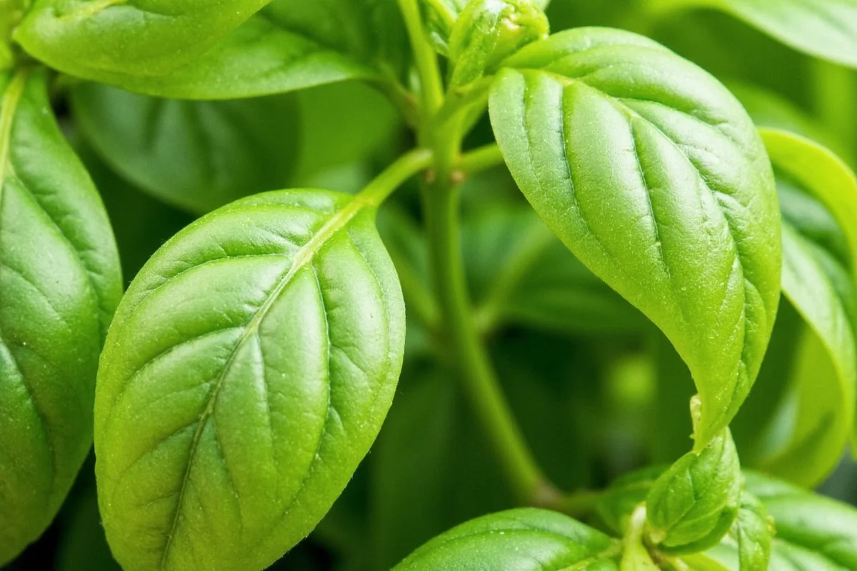 do basil plants need direct sunlight