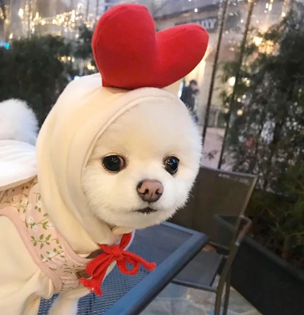 

Christmas Party Pet Decoration 100%polyester Dog Hoodie Christmas Dog Coats Fashions Pet Clothes Winter, Multi color