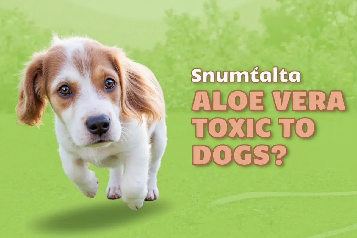 are aloe vera plants toxic to dogs