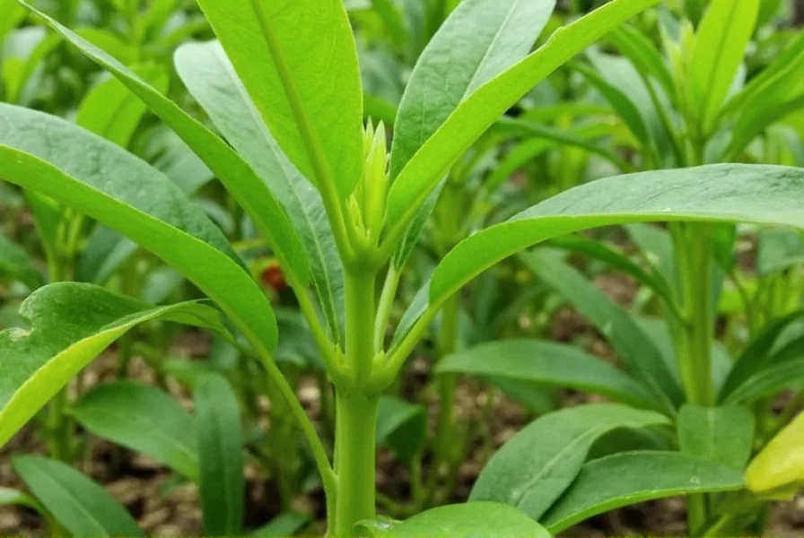 ginger plant cultivation