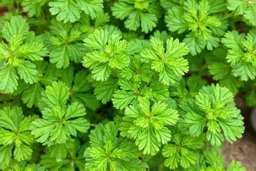Coriander seeds in various stages from green to dried