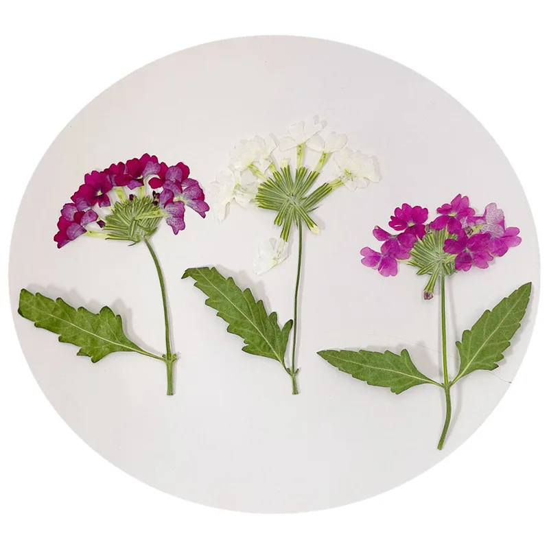 

A070 Beautiful Natural Dried Flowers diy Pressed Garden Verbena Decoration Art Resin Dried Flowers For Candles Nails Cards