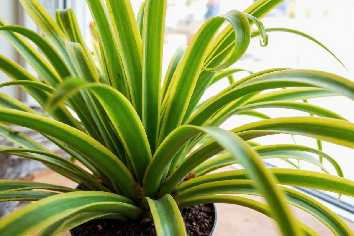 do spider plants like direct sunlight