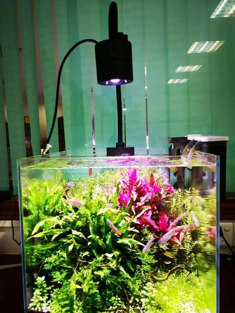 waterplant LED light_after.jpg