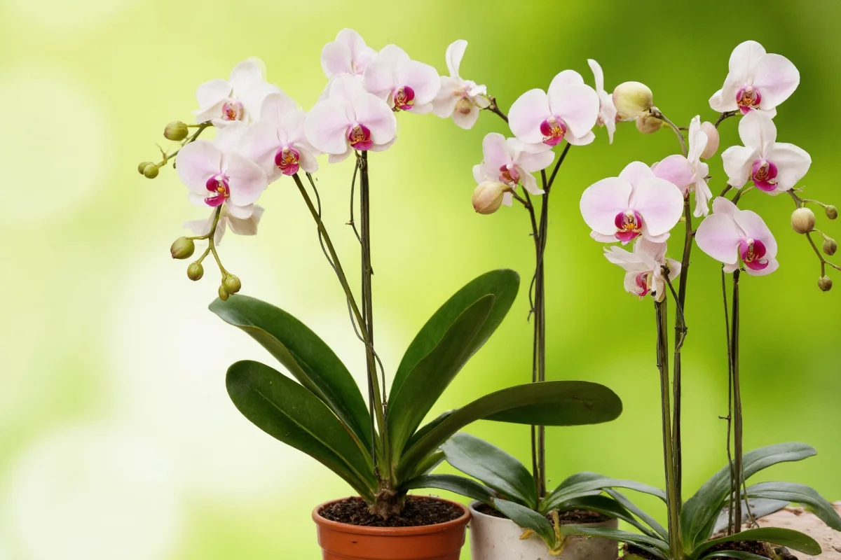 how to fertilize orchid plants