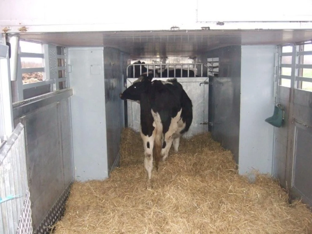 
Pregnant Holstein Heifers Cattle Export to Ukraine, Turkey 