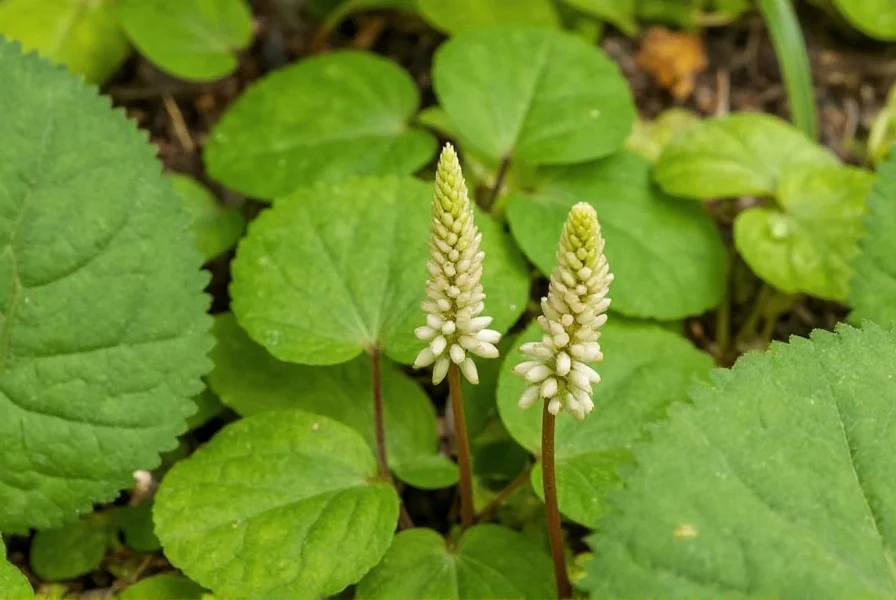 Close-up view of wild ginger plant showing heart-shaped leaves and maroon flower partially hidden by forest floor debris
