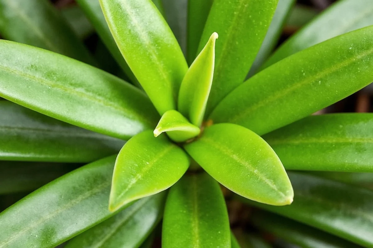 how often do you water jade plants