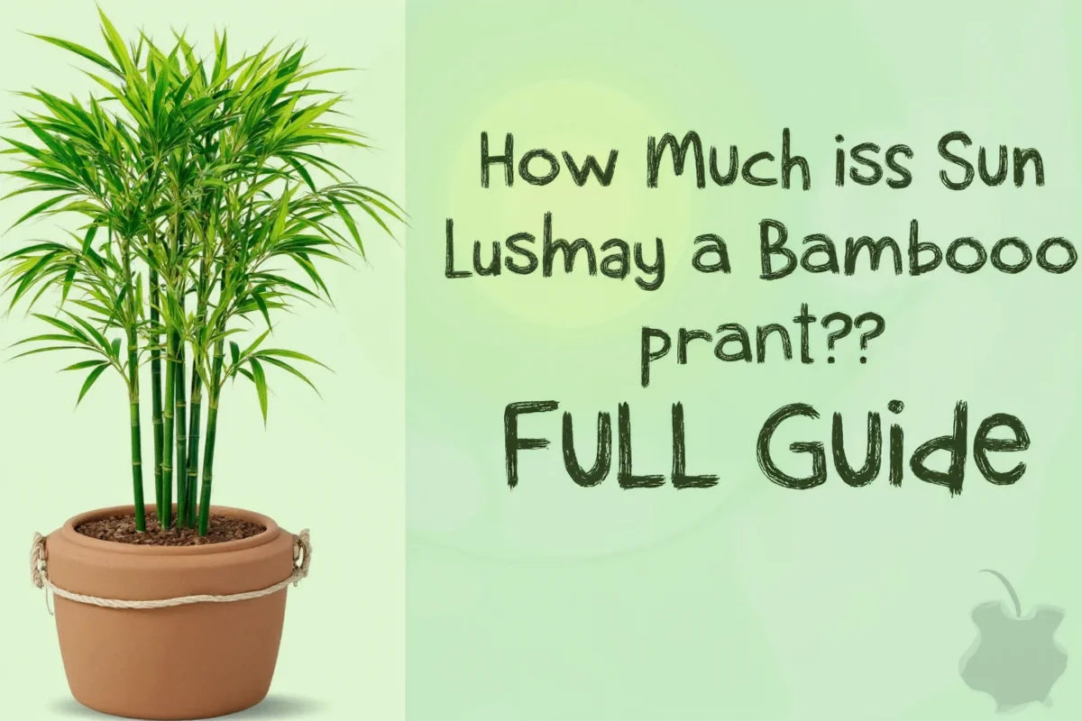 how much sun does a bamboo plant need