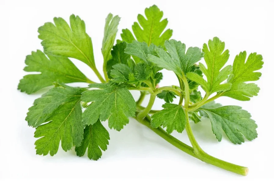 Various spice substitutes for coriander seeds arranged in small bowls
