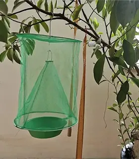 Fly-catching Cage