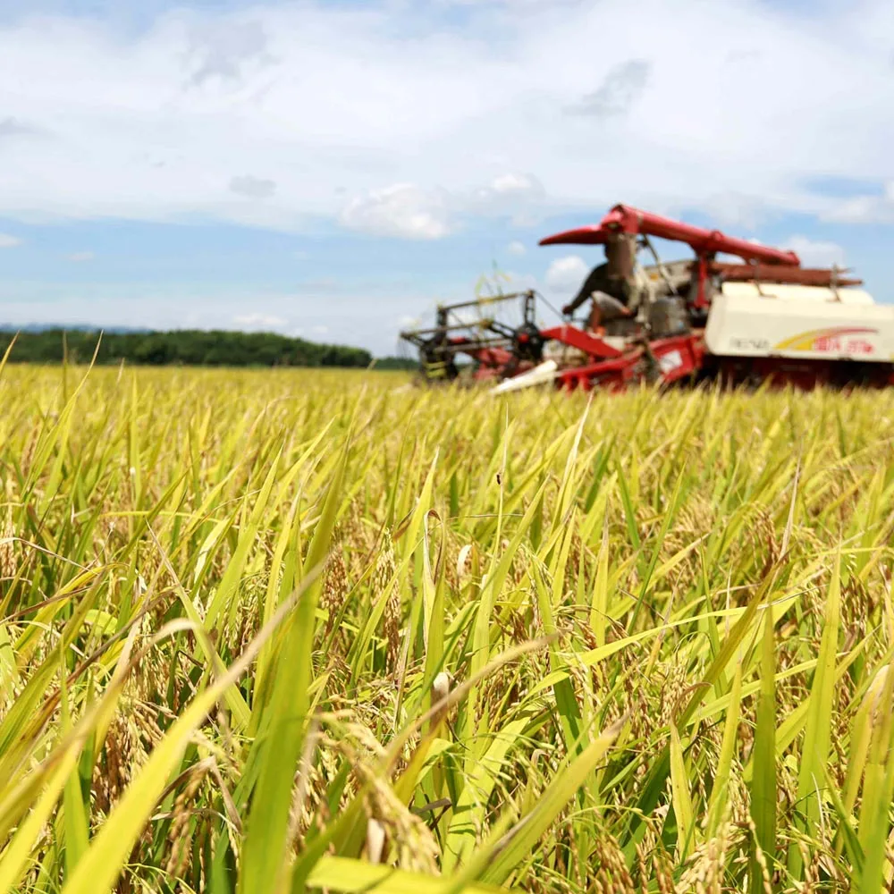 
Rice starch cosmetic grade 