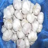 Normal white garlic fresh garlic price in Xuzhou Pizhou garlic factory
