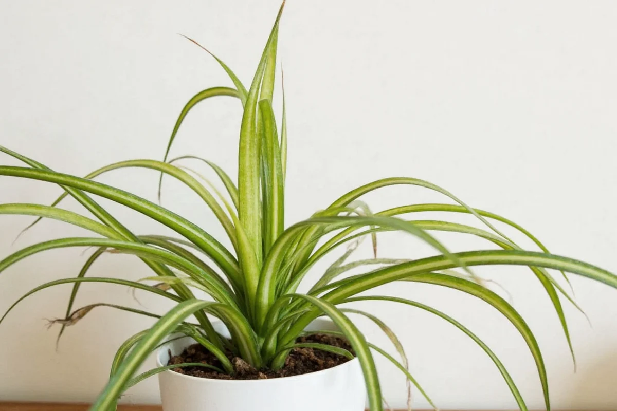 is spider plant toxic to cats
