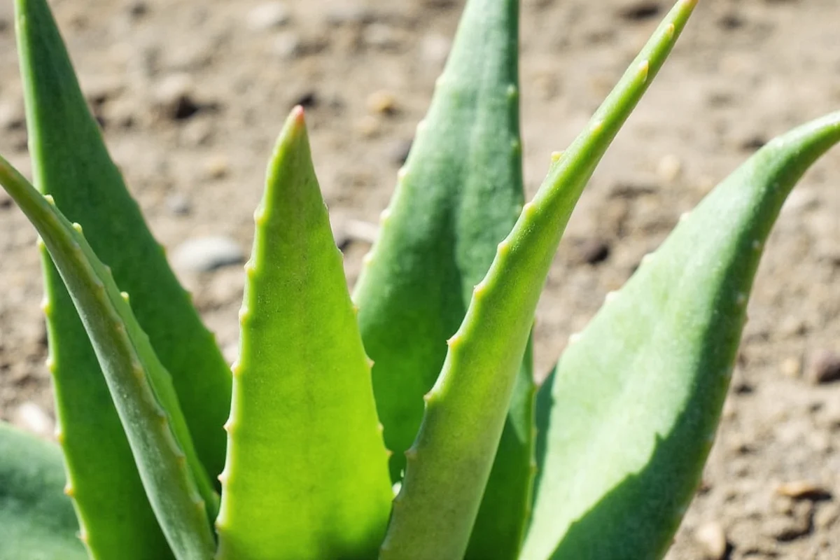is aloe a succulent plant