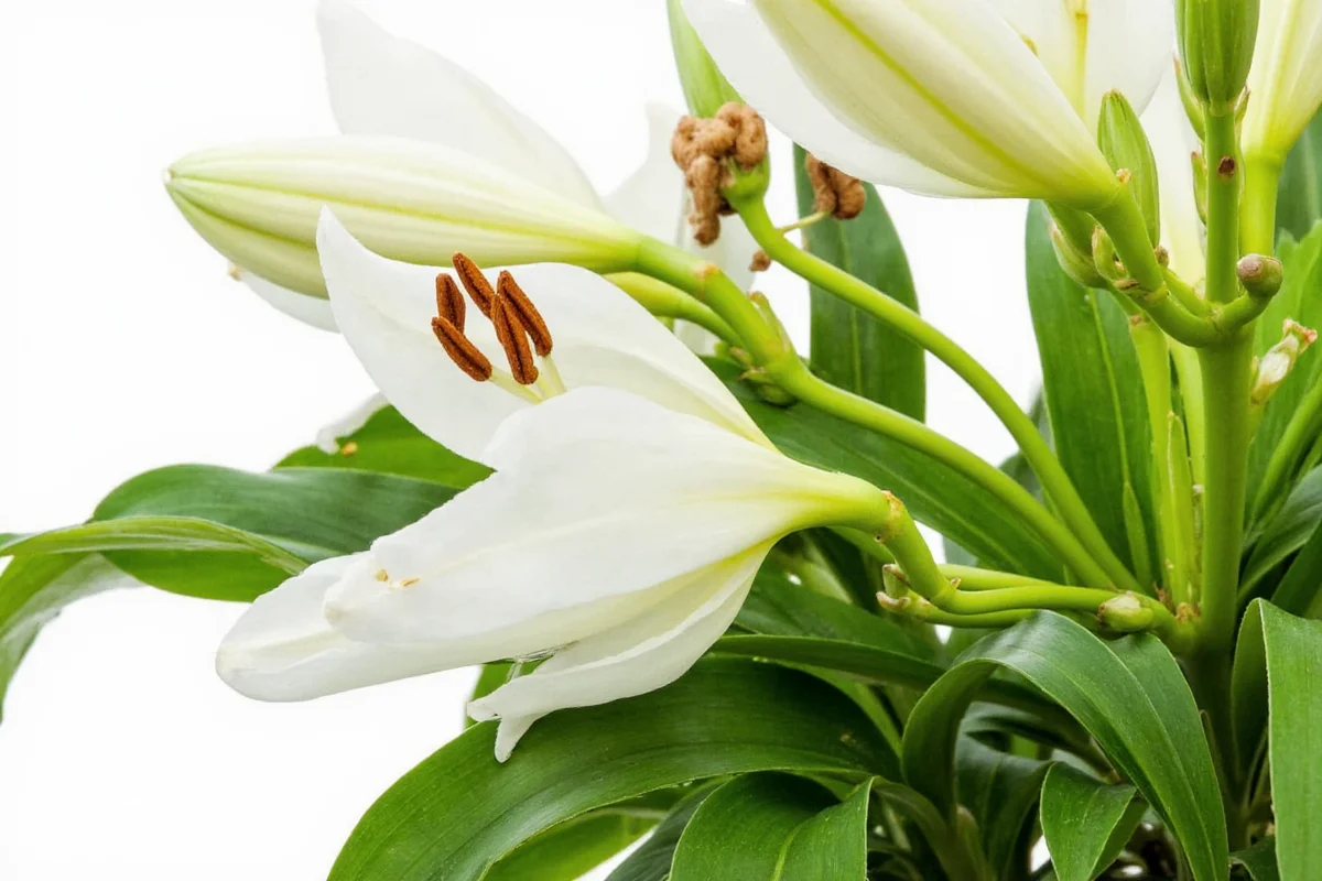 how to care for a lily plant