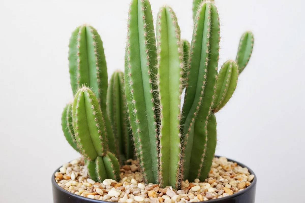 how to take care of cactus plants