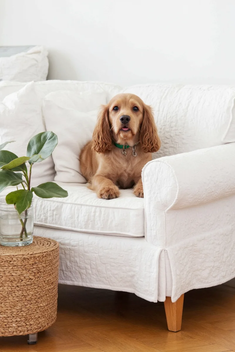Before and after applying a stylish pet-friendly slipcover on a sofa, showing a dramatic transformation without sacrificing style.