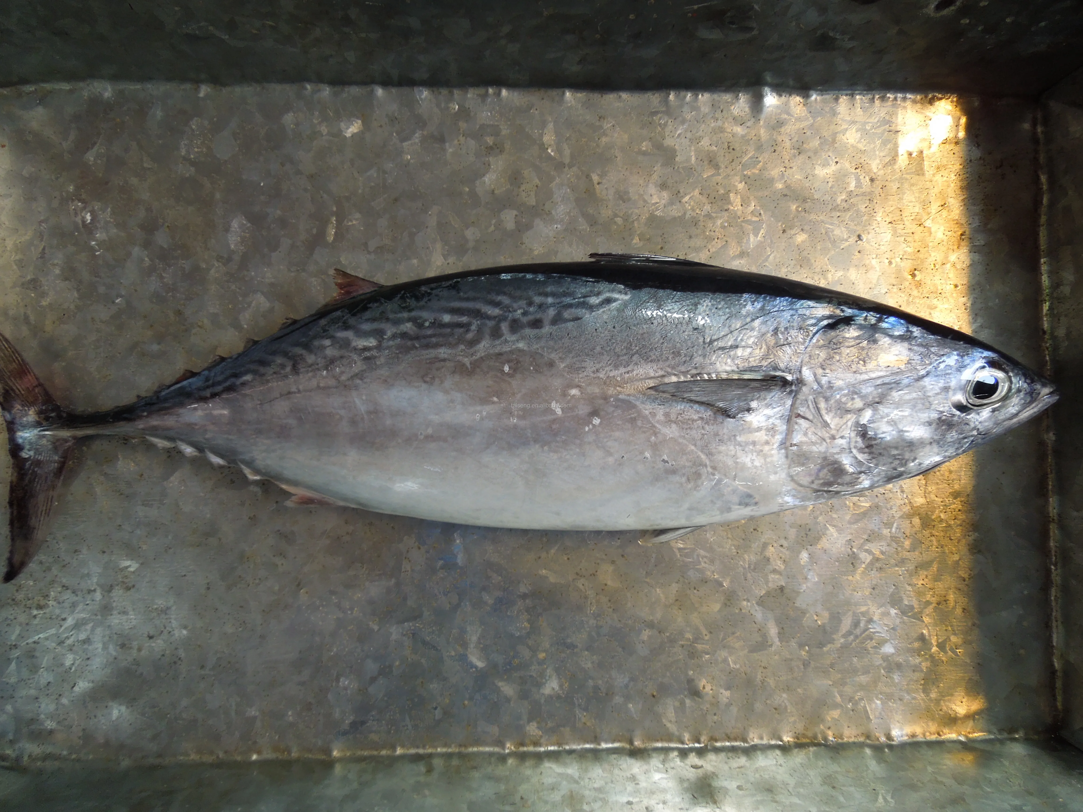 frozen whole fish canned tuna bonito fish