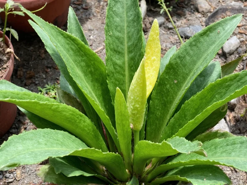 Big Snake Plant: Complete Care Guide & Varieties (2024)