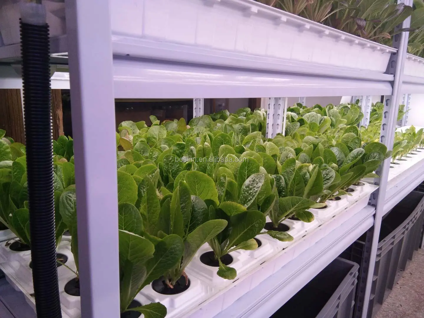 Hydroponics (2).jpg