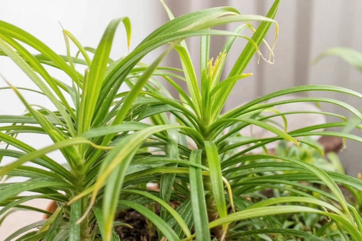 are spider plant toxic to cats