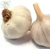 Premium quality normal white garlic for export