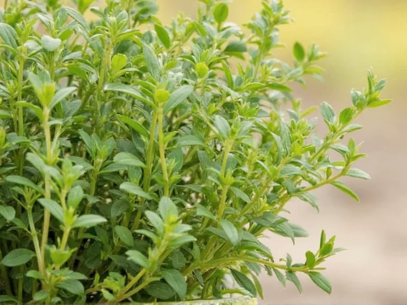 Marjoram Recipes: 10 Flavorful Dishes to Try Today