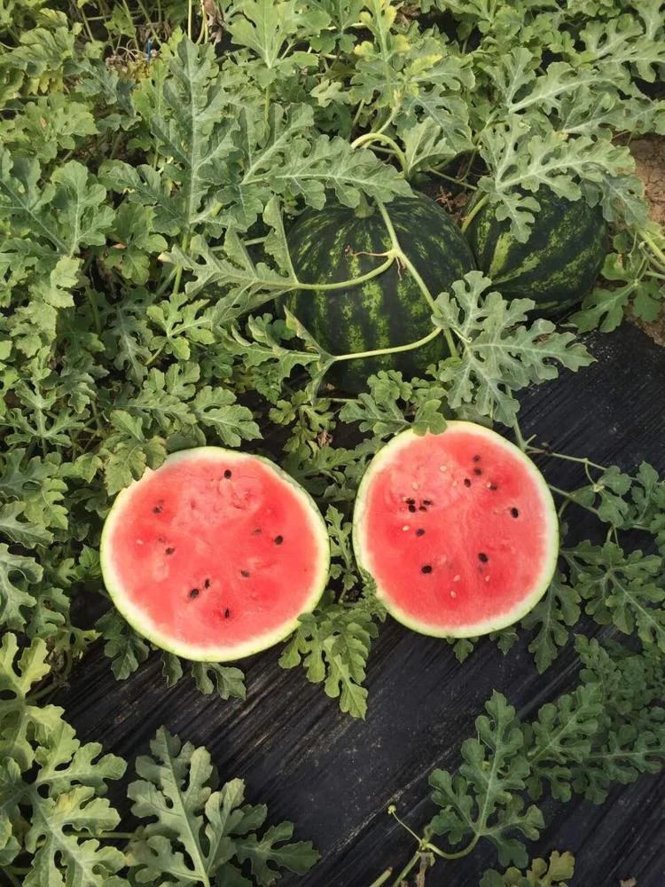 
2020 Wholesale Fresh summer fruits fresh watermelon 