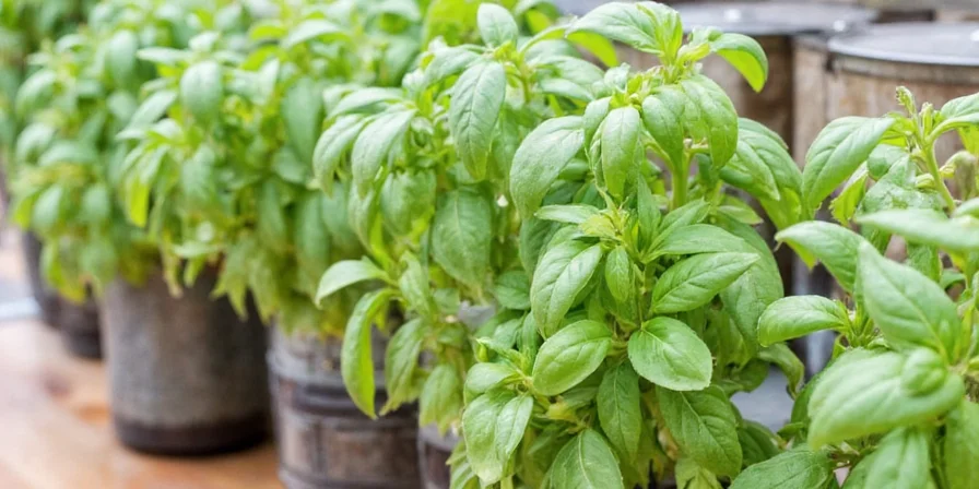 Washing basil before drying