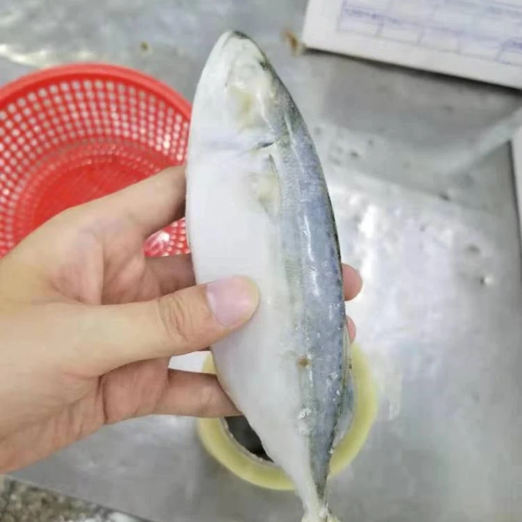 
Frozen indian mackerel size 4 6 and 6 8 