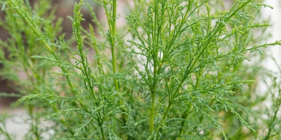 Pickling jar with dill inside