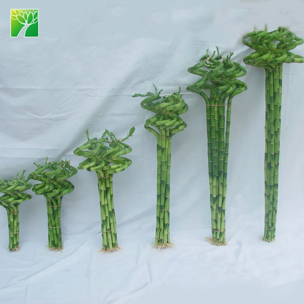 
Cheap wholesale ornamental green foliage plant lucky bamboo Dracaena sanderiana 