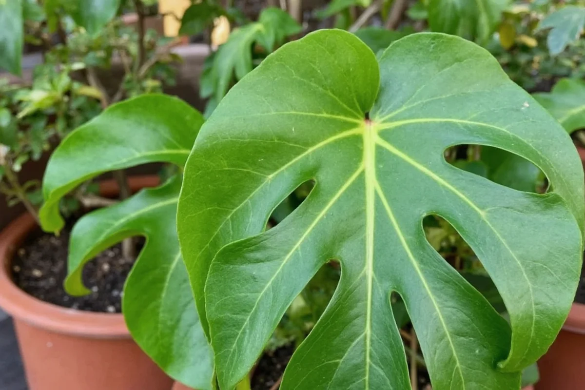 can you propagate a rubber plant