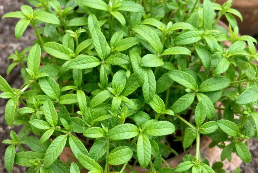 tarragon herb