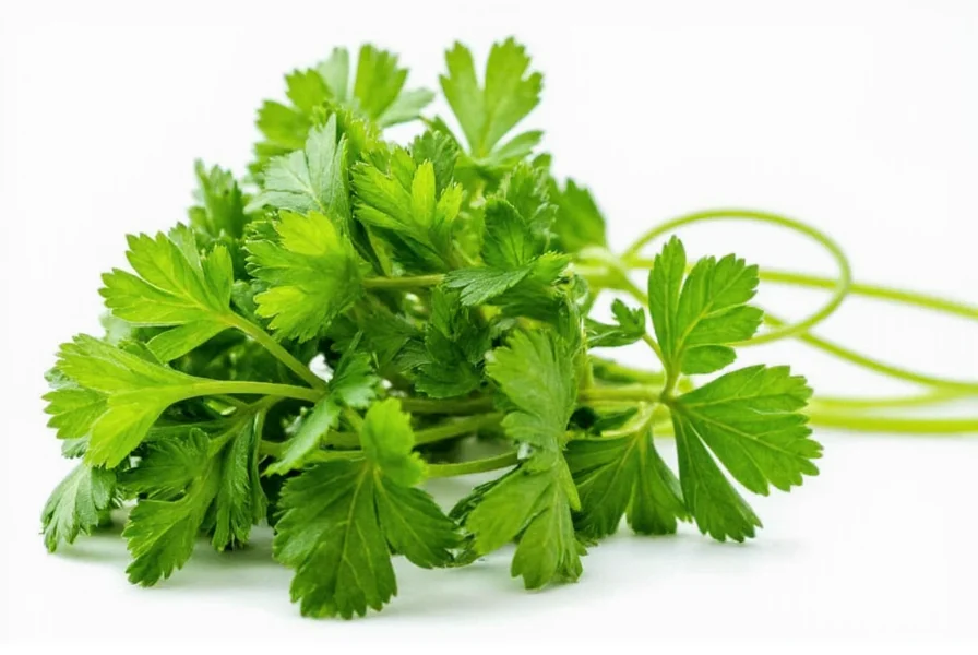 Herb Buying Guide