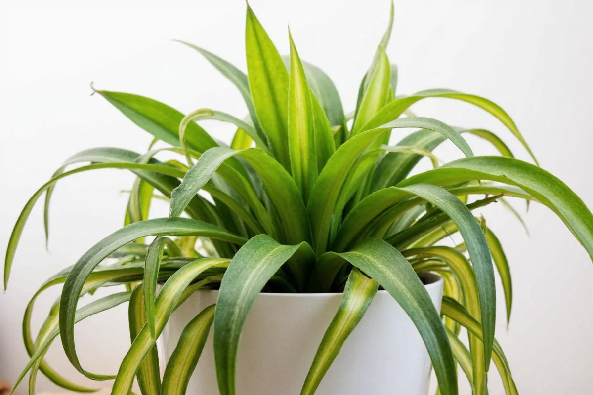 do snake plants purify the air