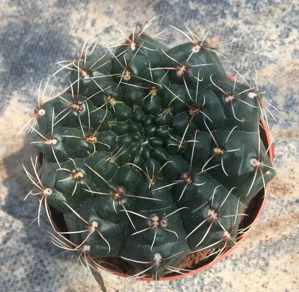 
hotsale Cactus Gymnocalycium baldianum for wholesale 